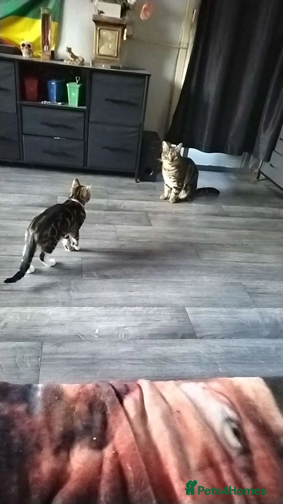 Mixed Breed cats for sale: A loving kitten need a forever home  - Advert 2