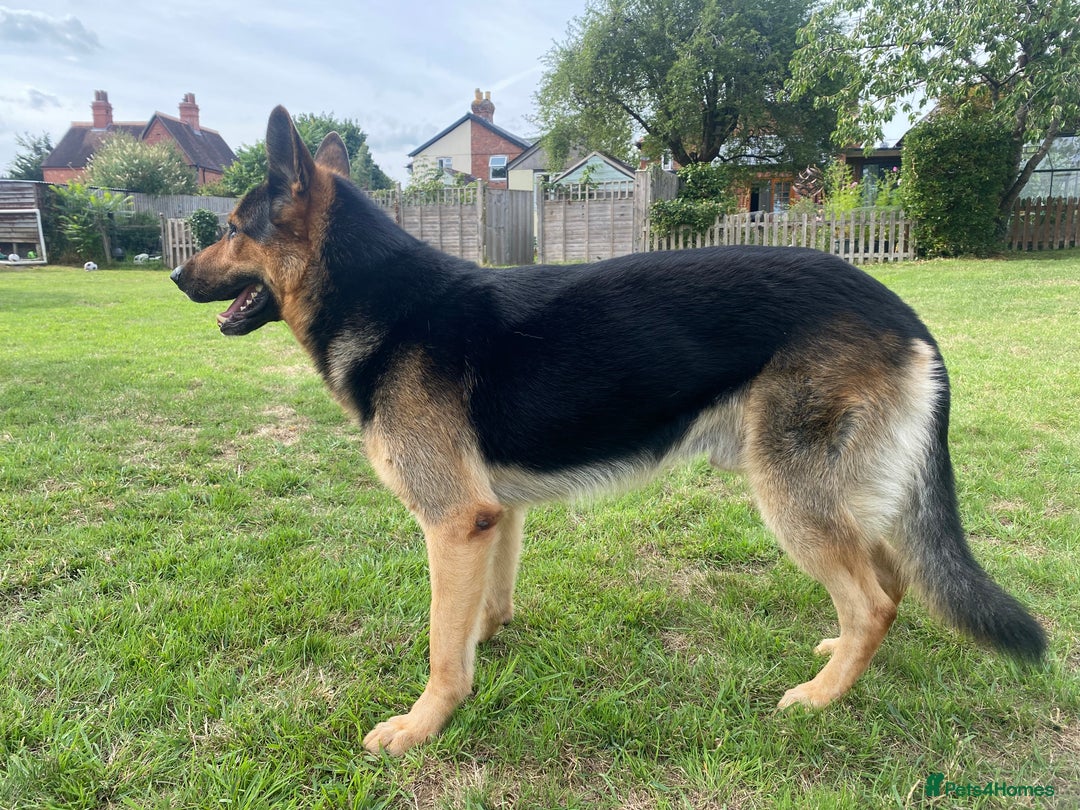 German Shepherd dogs for stud: German Shepard Working Line *STUD* - Image 2
