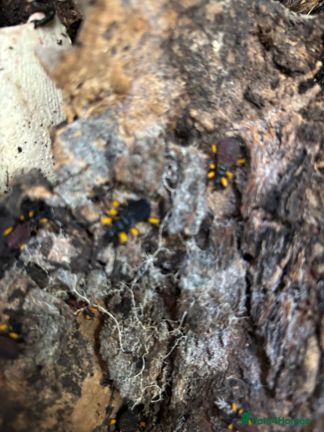 Scorpions invertebrates for sale: Scorpion & assassin bugs for sale  - Image 3