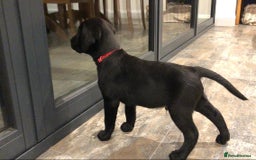 Labrador Retriever dogs for sale: Labrador Puppies for Sale - ready 28th September - Image 7
