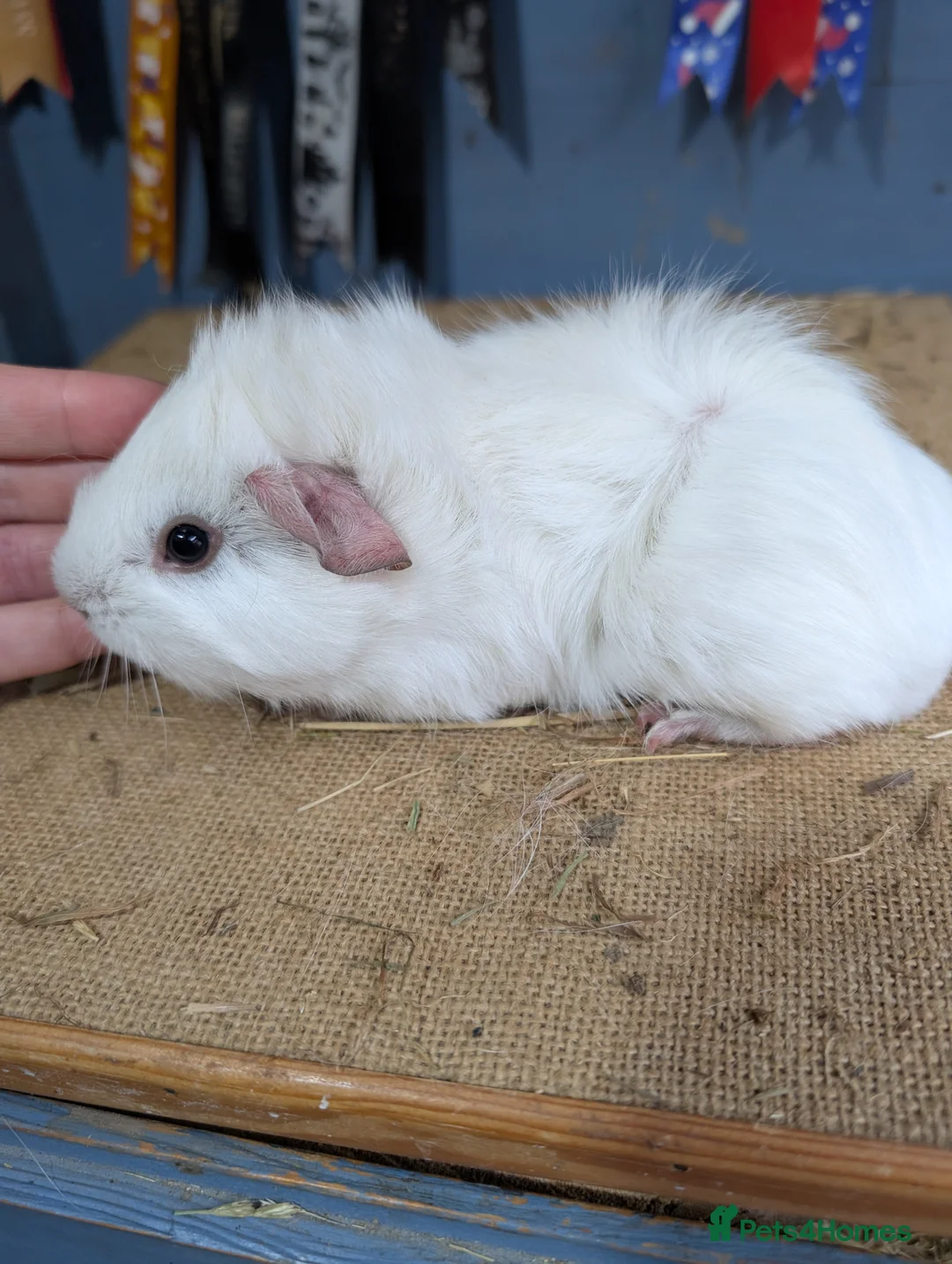 Guinea Pig rodents for sale: Funky dew baby boar pet  - Advert 2