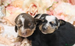 Miniature Dachshund dogs for sale: KC Miniature Dachshund Puppies - Image 20