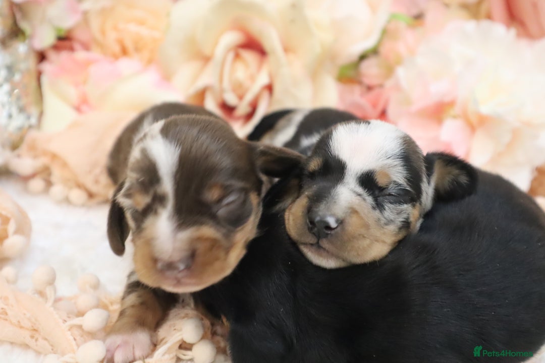 Miniature Dachshund dogs for sale: KC Miniature Dachshund Puppies - Image 20