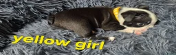 Boston Terrier dogs for sale: ⭐️KC registered beautiful Boston terrier puppies - Advert 10