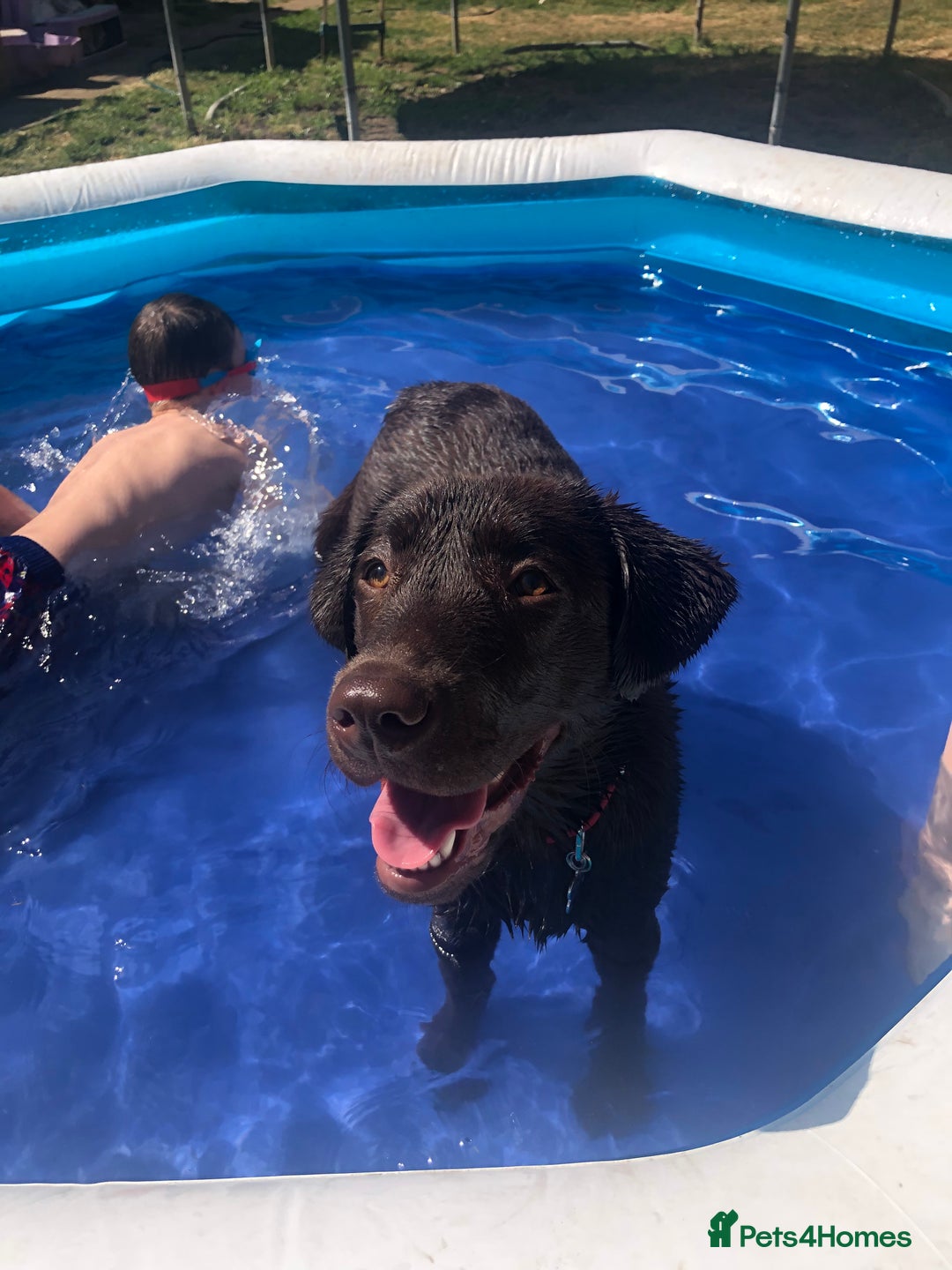 Labrador Retriever dogs for stud: Chocolate Labrador Stud  - Advert 1