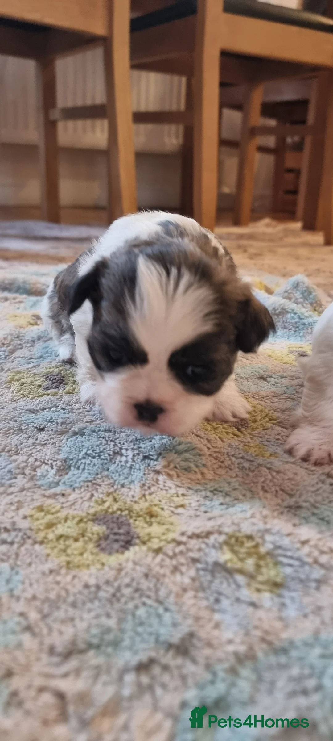 Shih Tzu dogs for sale: Twin girls available  - Advert 10