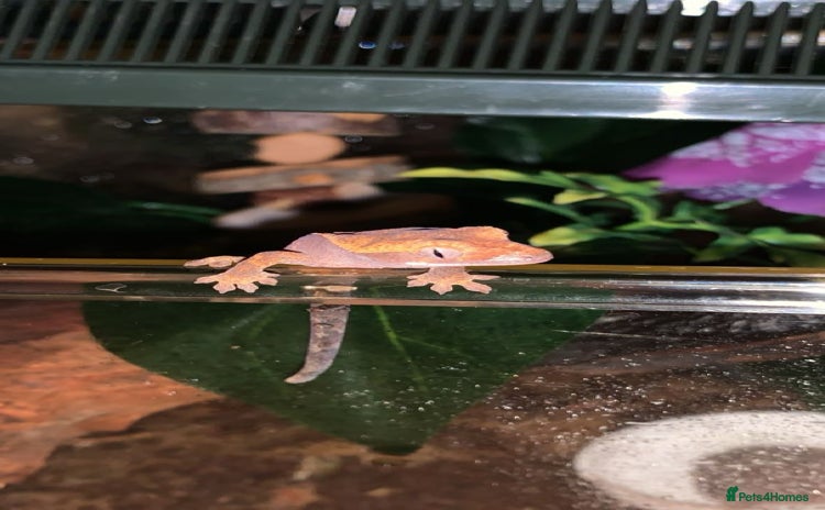 Gecko reptiles in Bridlington - Advert 1