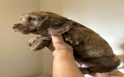 Cocker Spaniel dogs for sale: Pure show type dna health tested KC reg parents  - Image 17