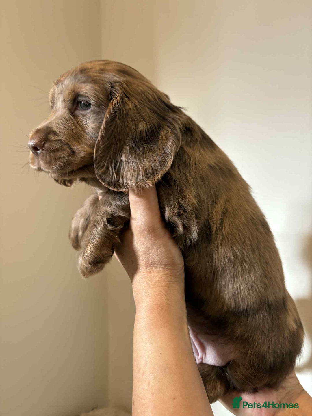 Cocker Spaniel dogs for sale: Pure show type dna health tested KC reg parents  - Image 17