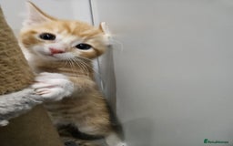 Mixed Breed cats for sale: Lovely kittens for sale  - Image 12