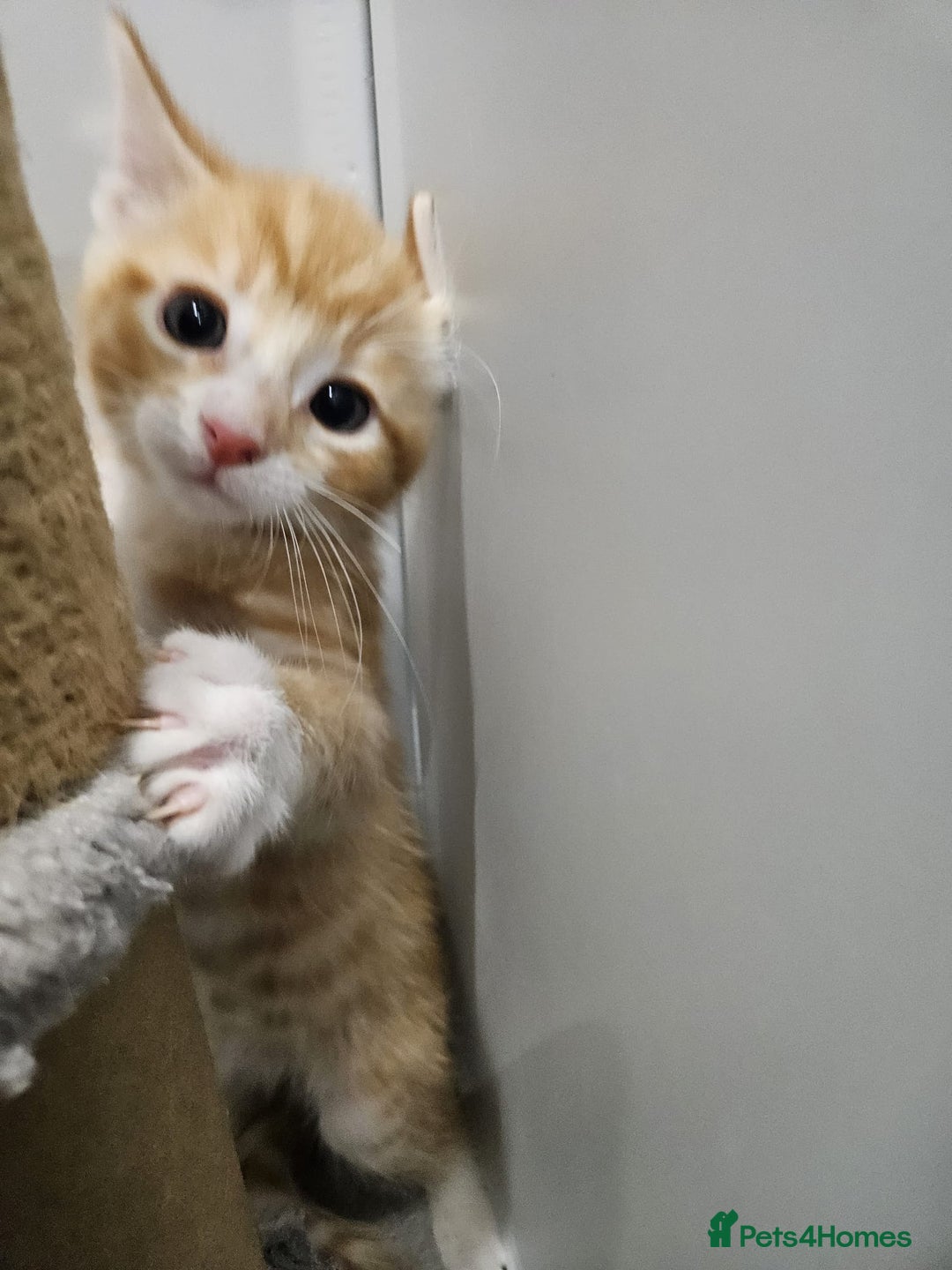Mixed Breed cats for sale: Lovely kittens for sale  - Image 12