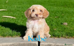 Cockapoo dogs for sale: ⭐️REDUCED⭐️ chocolate tri colour DNA clear F1 - Image 14