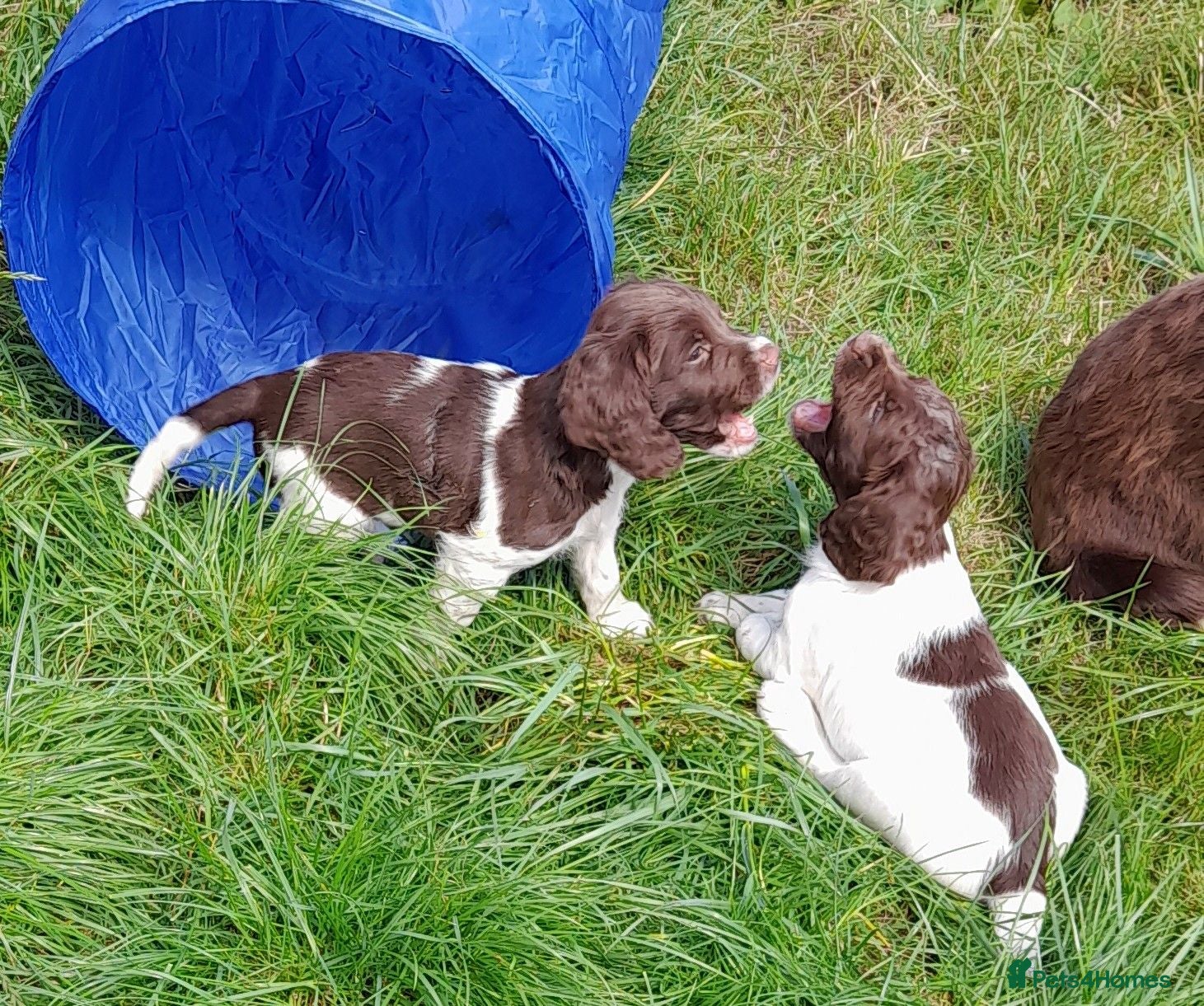 English Springer Spaniel dogs Gorgeous English Springer Spaniels Puppies - Advert 1