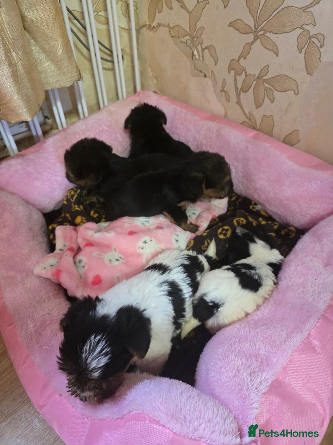 Yorkshire Terrier dogs for sale: 5 yorkies - Image 15