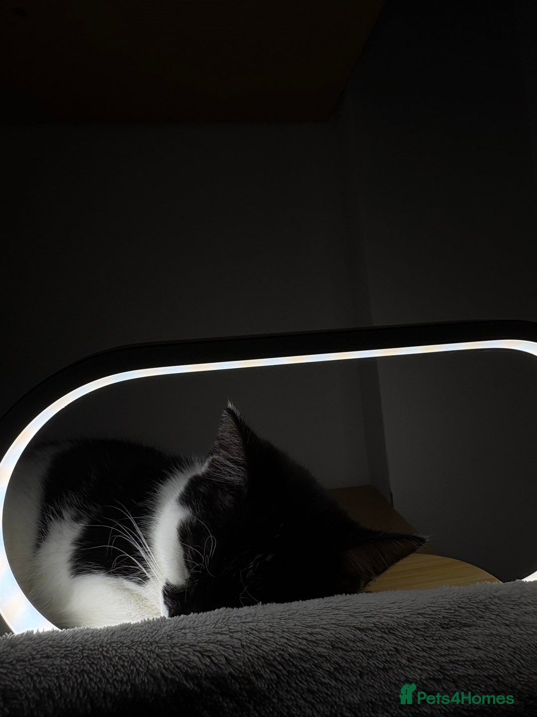 Mixed Breed cats for sale: Cute kitten for sale with accessories  - Advert 3