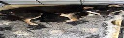 Japanese Shiba Inu dogs for sale: Fabulous baby - Advert 4