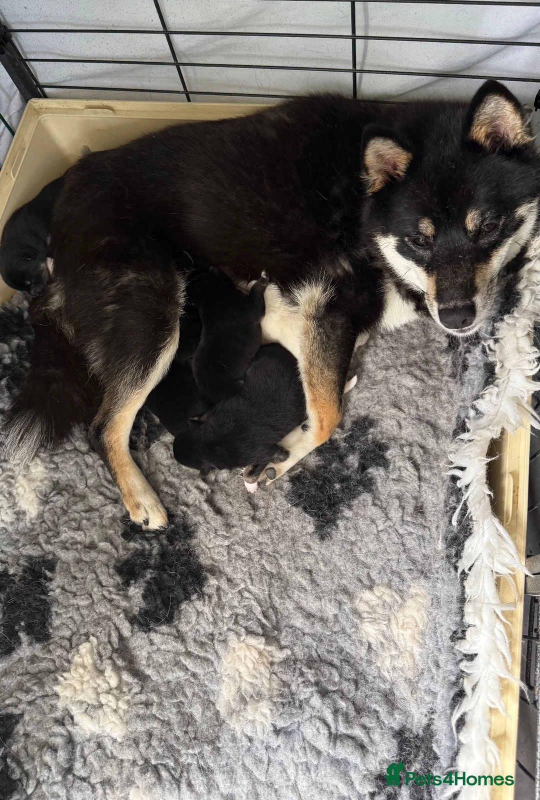 Japanese Shiba Inu dogs for sale: Fabulous baby - Advert 4