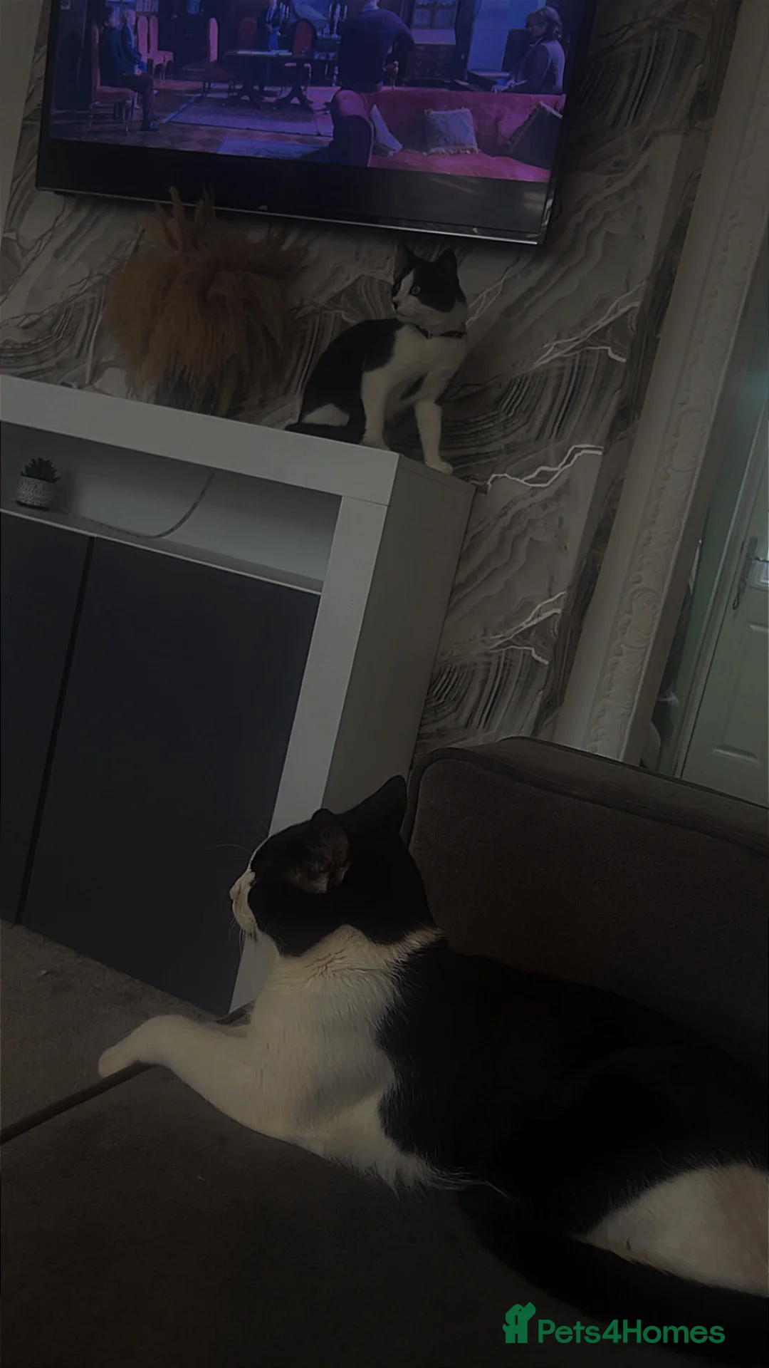 Mixed Breed cats for sale: Mixed breed cats in Sunderland - Advert 2
