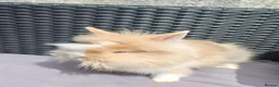 Lionhead rabbits for sale: Lion head babies.  - Advert 13