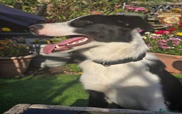 Border Collie dogs for sale: 7 month old Border collie  - Image 2