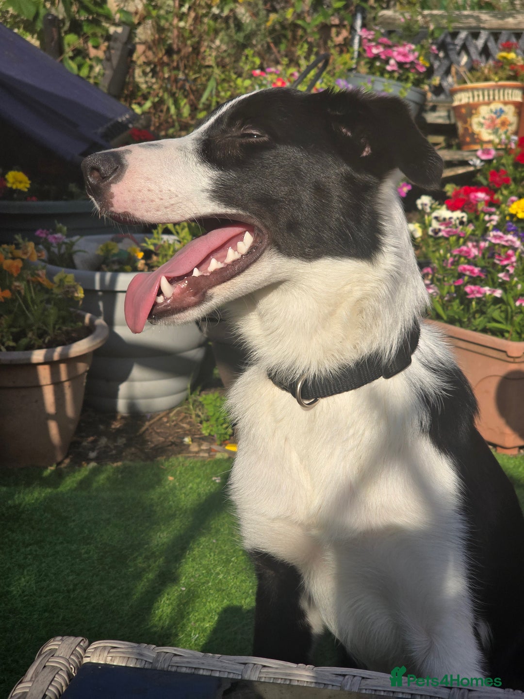 Border Collie dogs for sale: 7 month old Border collie  - Image 2