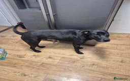 Mixed Breed dogs for sale: Max - 2 ½ years old - Image 5