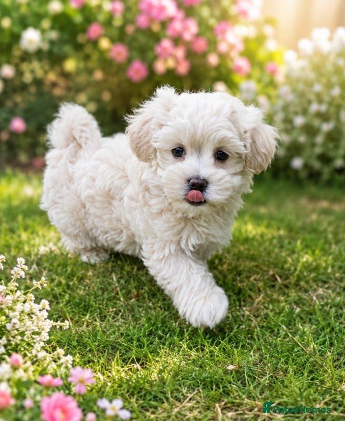 Maltipoo dogs Exceptional Genuine Maltipoo Puppies  - Advert 9