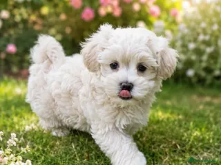 Maltipoo dogs Exceptional Genuine Maltipoo Puppies - Advert 1