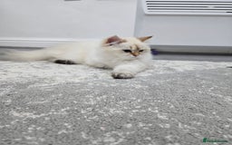 British Longhair cats for sale: Stunning Colour Point Girl - Advert 4