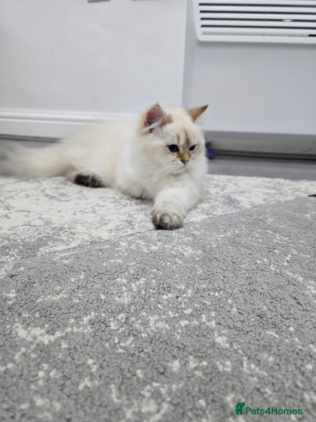 British Longhair cats for sale: Stunning Colour Point Girl - Advert 4