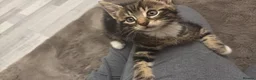 Mixed Breed cats for sale: Three playfull kittens looking for forever homes. - Advert 2