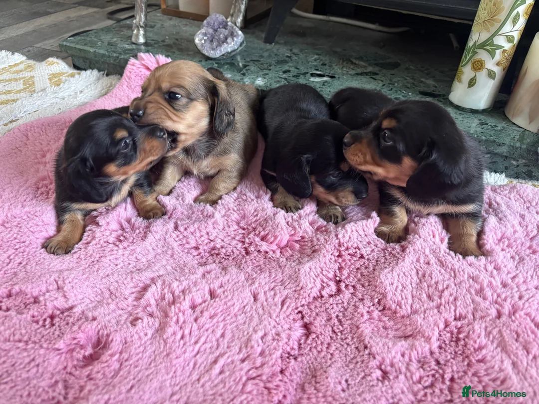 Dachshund dogs for sale: Mini long haired  black /cream   in Par - Advert 4