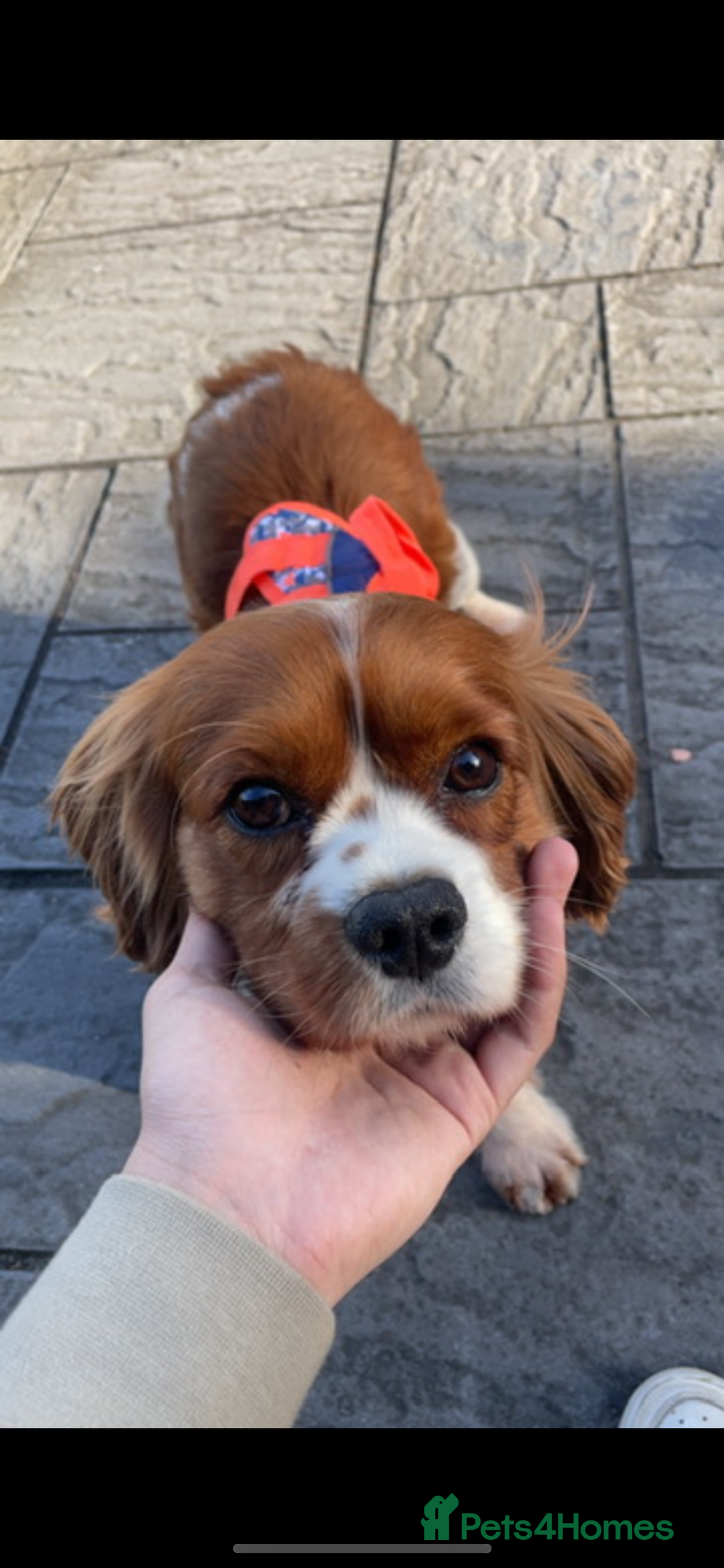 Cavalier King Charles Spaniel dogs for stud: Beautiful Cavalier King Charles for stud - Advert 2