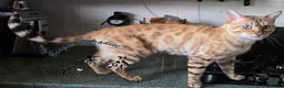 Bengal cats for sale: Stunning Bengal kittens  - Advert 12