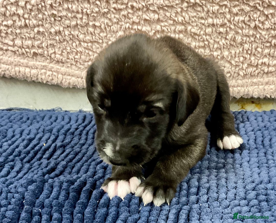 Mixed Breed dogs for sale: WOLFADOODLE F1B REVERSE. IRISH WOLFHOUND X  - Advert 24