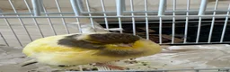 Canaries birds for sale: Yourkshire canary birds in Harrow - Advert 2