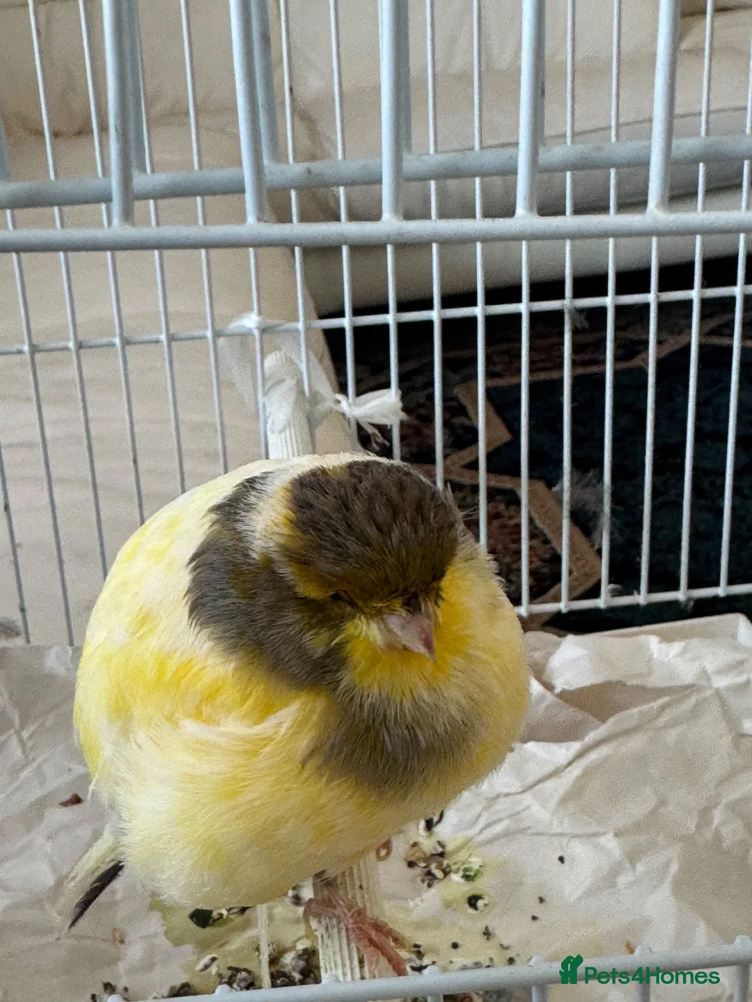 Canaries birds for sale: Yourkshire canary birds in Harrow - Advert 2
