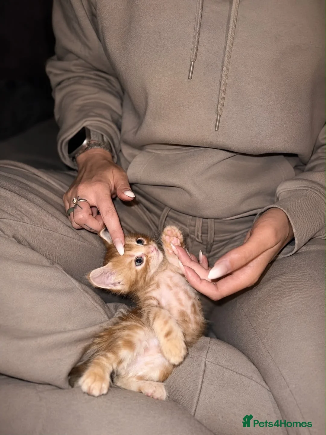 Maine Coon cats for sale: Maine Coon kittens  - Advert 2