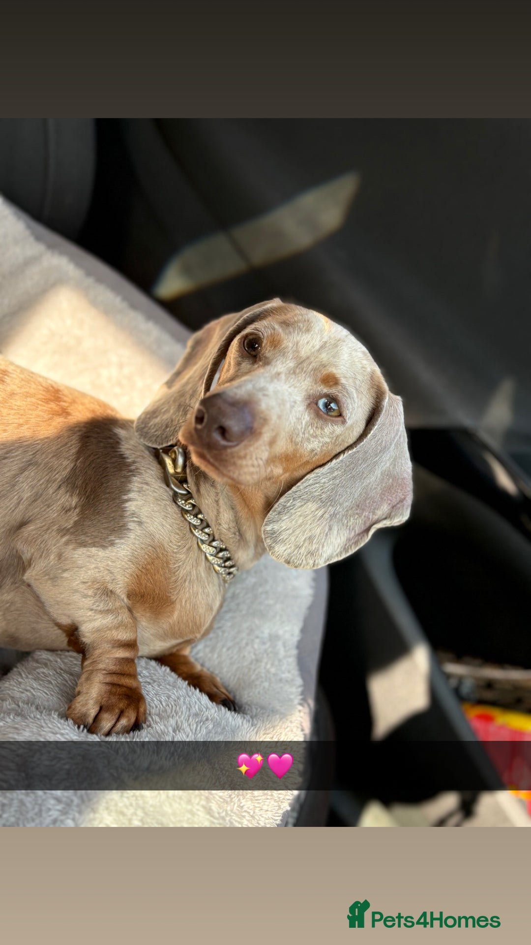 Miniature Dachshund dogs for sale: 2 boys miniature dashund  - Image 5
