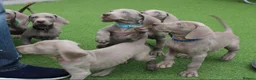 Weimaraner dogs for sale: Stunning pedigree puppies, London, ready 18 Sep - Advert 11