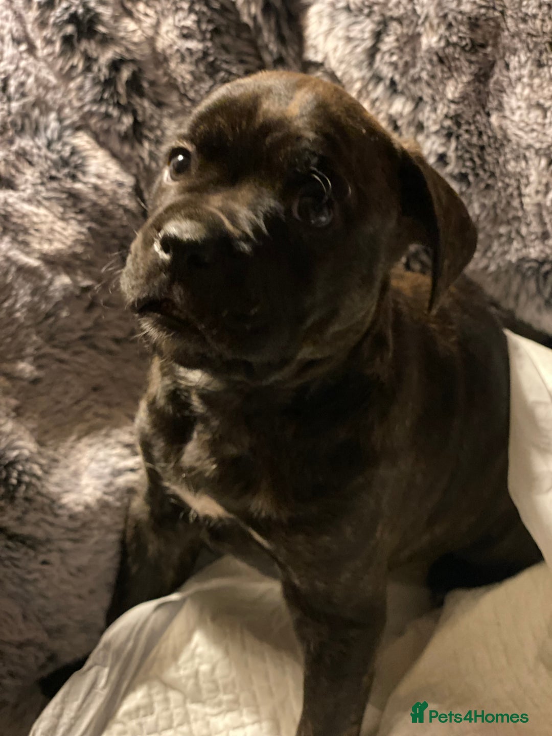 Mixed Breed dogs for sale: 🤩 mum kc boxer dad mini boxer 5 pups rare 🤩 - Advert 7