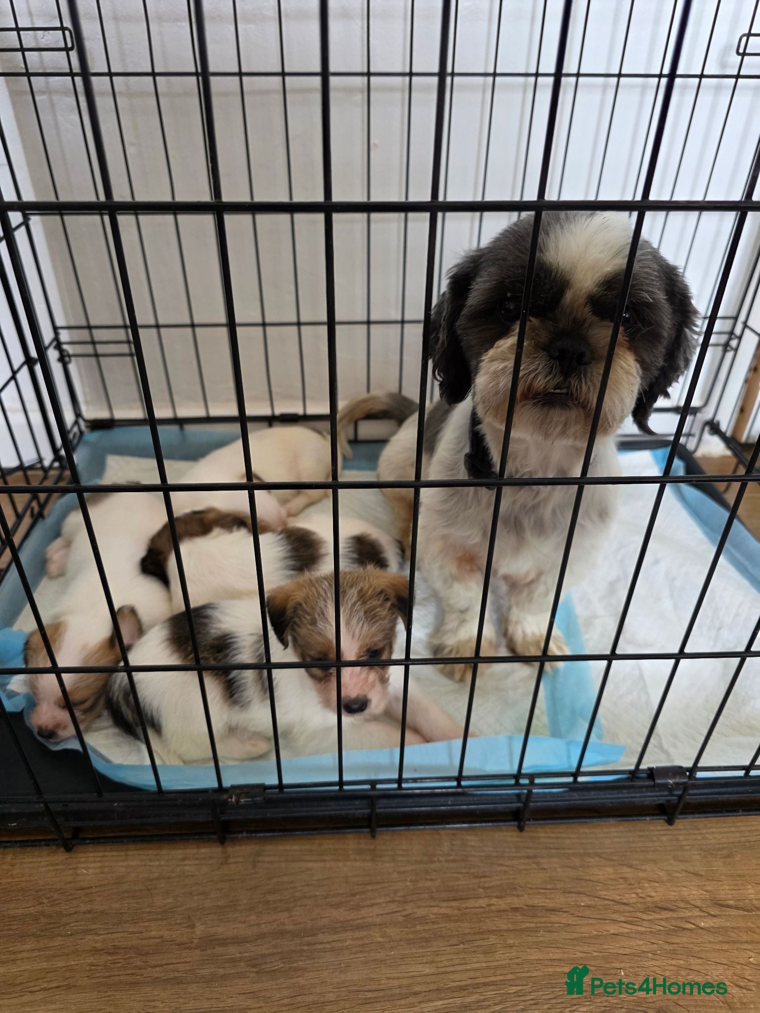 Mixed Breed dogs Shih tzu cross jack russell puppys - Advert 2