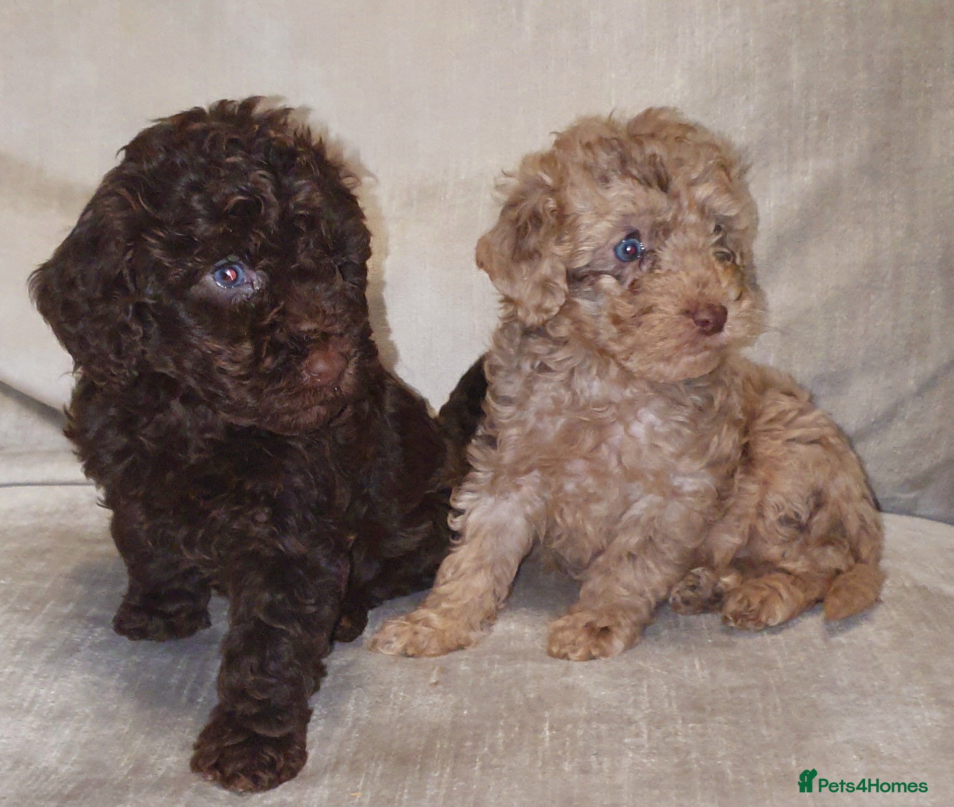 Miniature Poodle dogs Miniature poodle  - Advert 16
