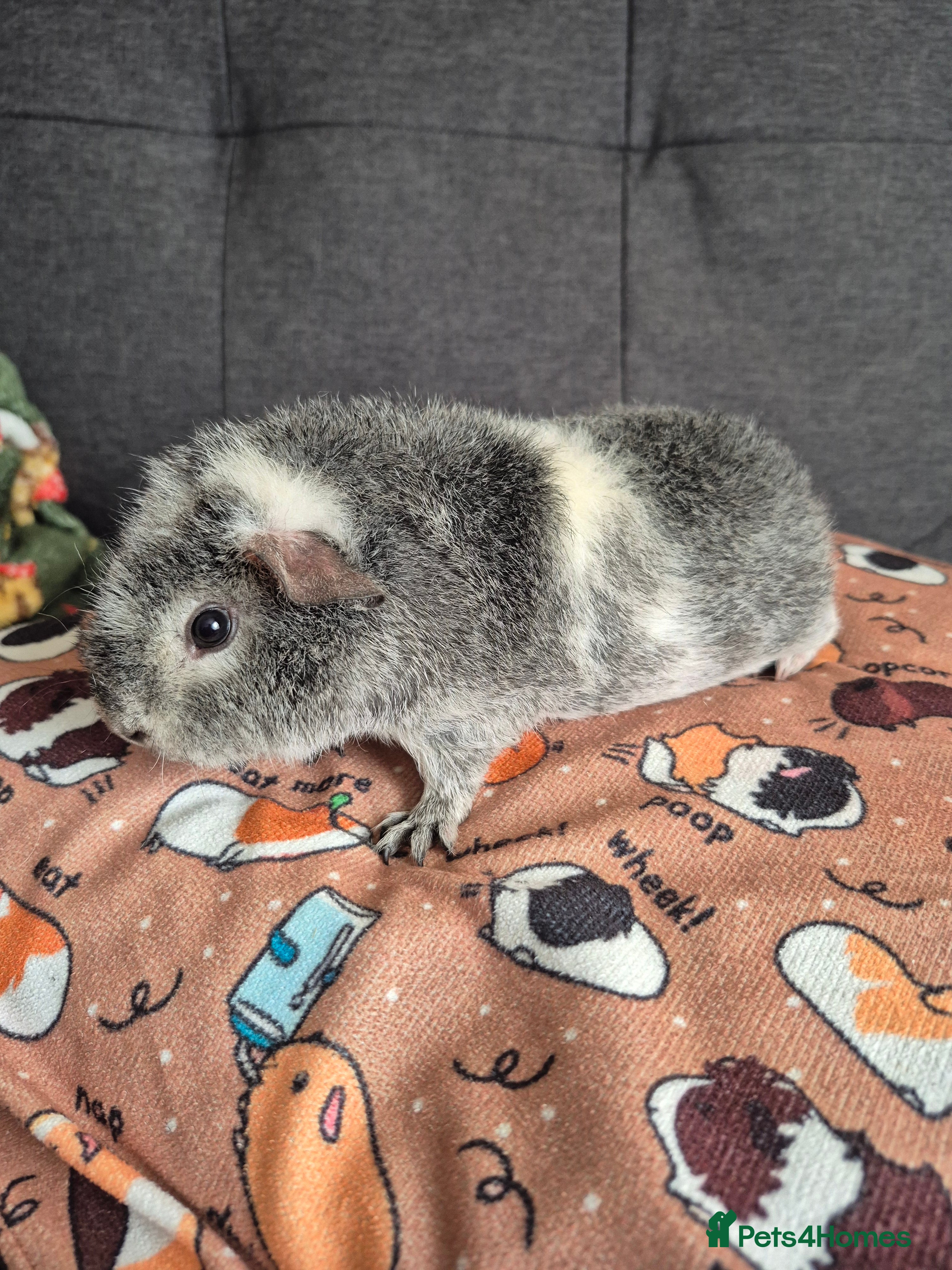 Guinea Pig rodents Teddy boar (10wks) 23/12/2025 - Advert 21