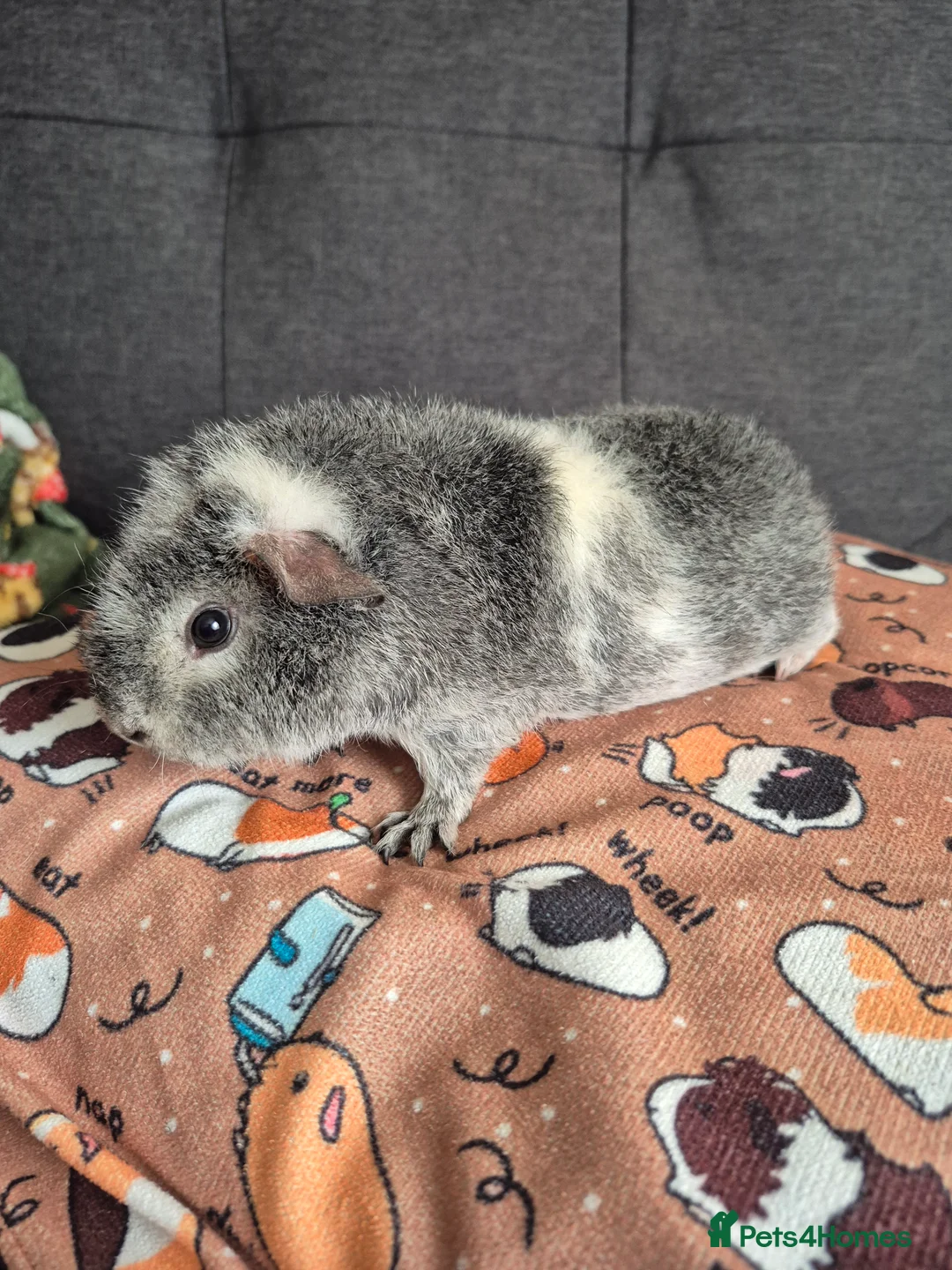 Guinea Pig rodents for sale: SSTC Teddy boar (10wks) 23/12/2025 - Advert 1