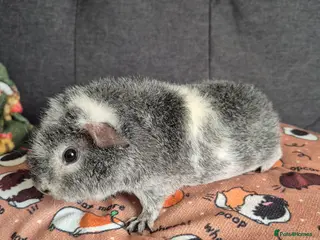 Guinea Pig rodents Teddy boar (10wks) 23/12/2025 - Advert 21