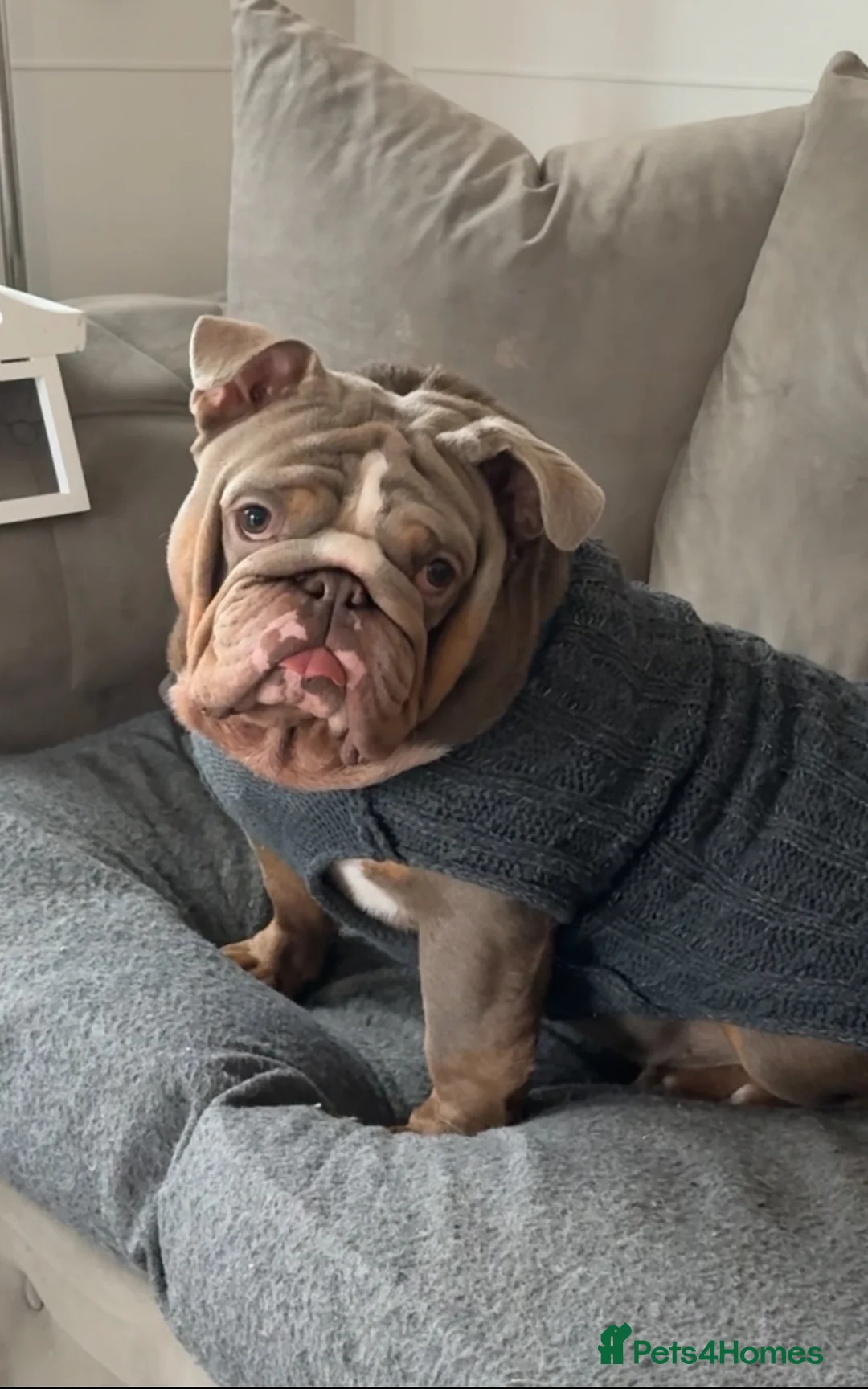 English Bulldog dogs for sale: Male English Bulldog - Advert 2