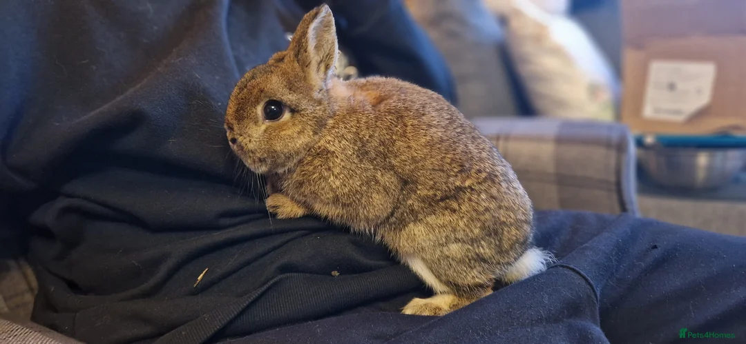 Netherland Dwarf rabbits for sale: Cute, super friendly little Netherland dwarf boy  - Advert 2