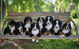 Bernese Mountain Dog dogs for stud: Proven health tested BMD handsome boy for stud. in Northampton - Image 12