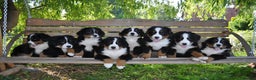 Bernese Mountain Dog dogs for stud: Proven health tested BMD handsome boy for stud. in Northampton - Advert 14